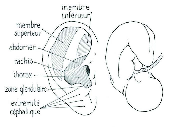 Réflexologie auriculaire